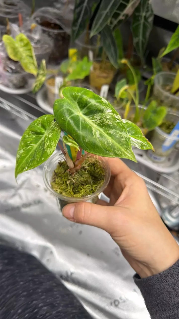 Alocasia Pink Dragon Albo Dwarf - corming thumbnail