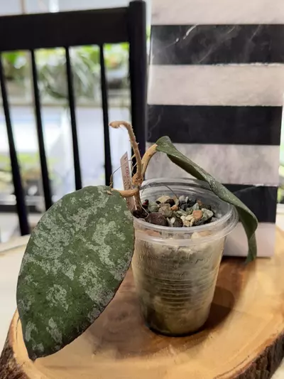 plant/Caudata Silver-0-thumbnail