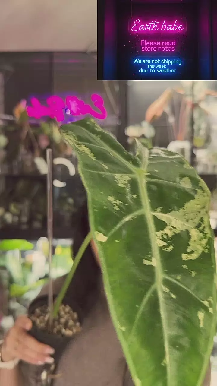 longi thunder corm thumbnail