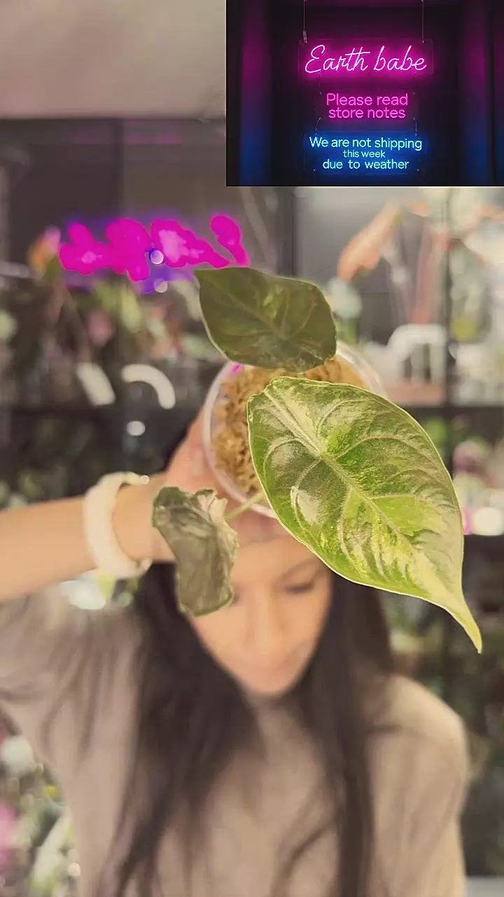 #0483 azlani 3 leaves thumbnail