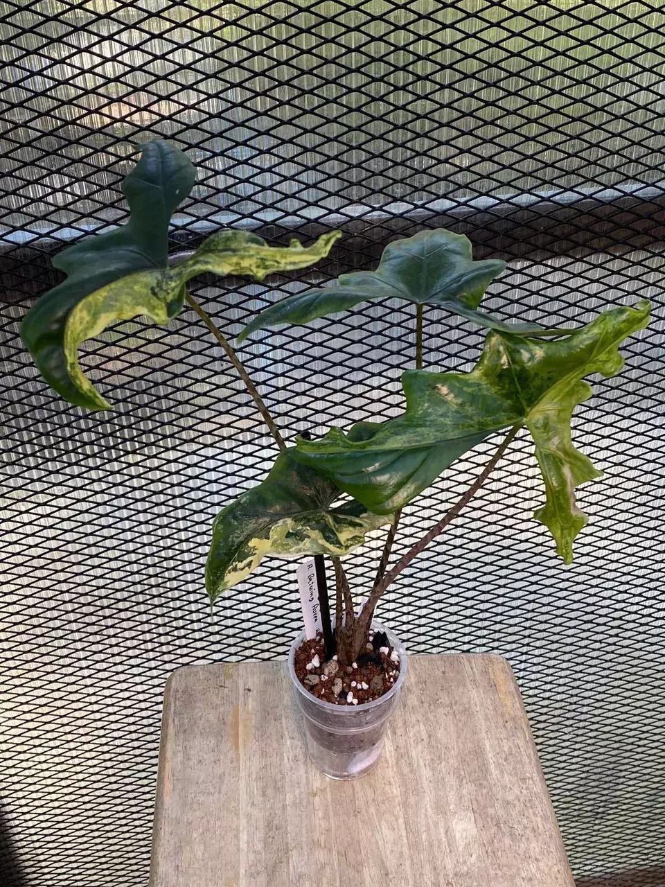 Batwing Aurea CORM *GC* thumbnail