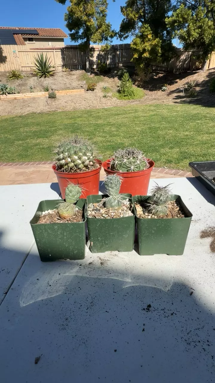 TEPHROCACTUS ALEXANDERII GC thumbnail