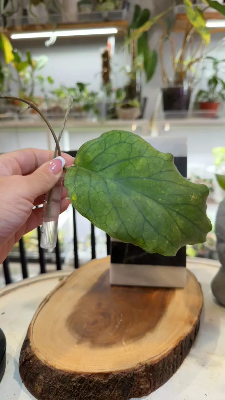 Hoya Pacharawalai thumbnail