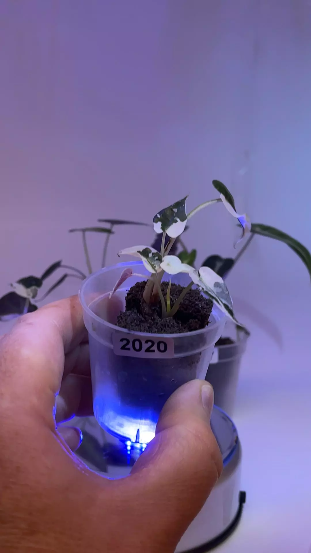 2020💕 Pink Bambino 💕 Valentines Day is coming!!!! thumbnail