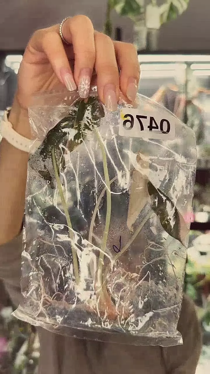 pink chant tc #0476 thumbnail