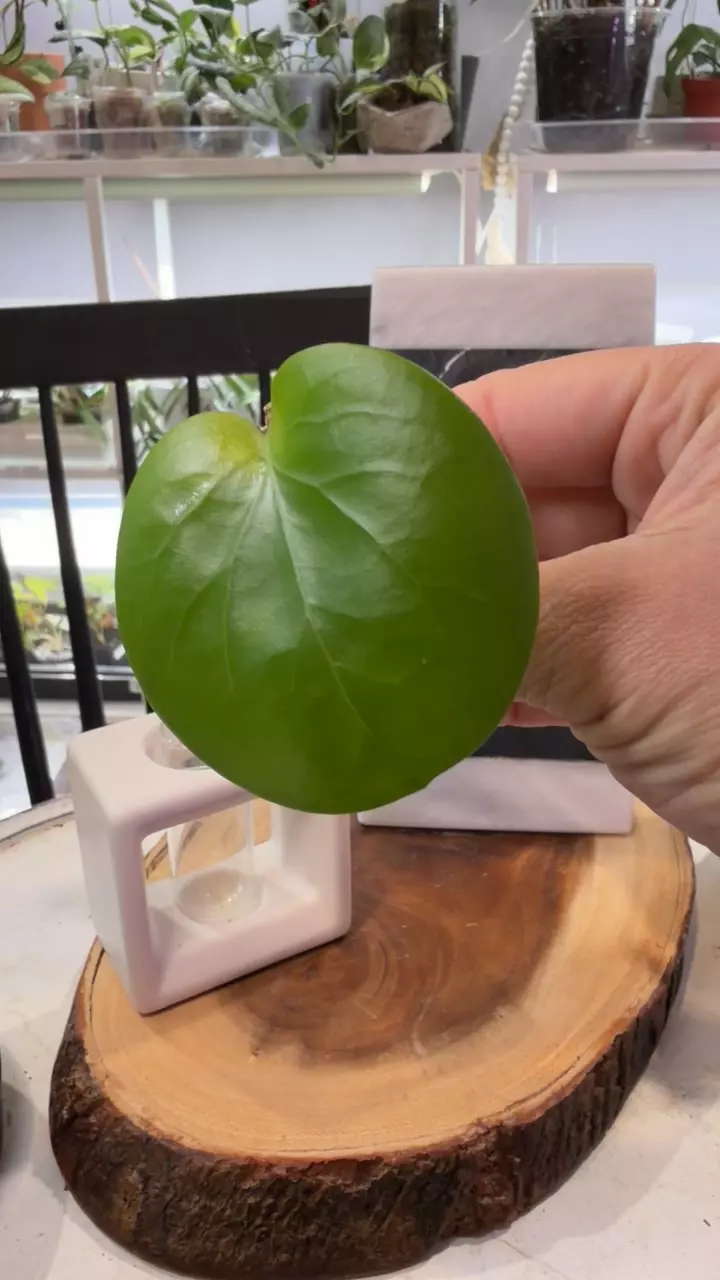 plant/Hoya Rhiannon-0