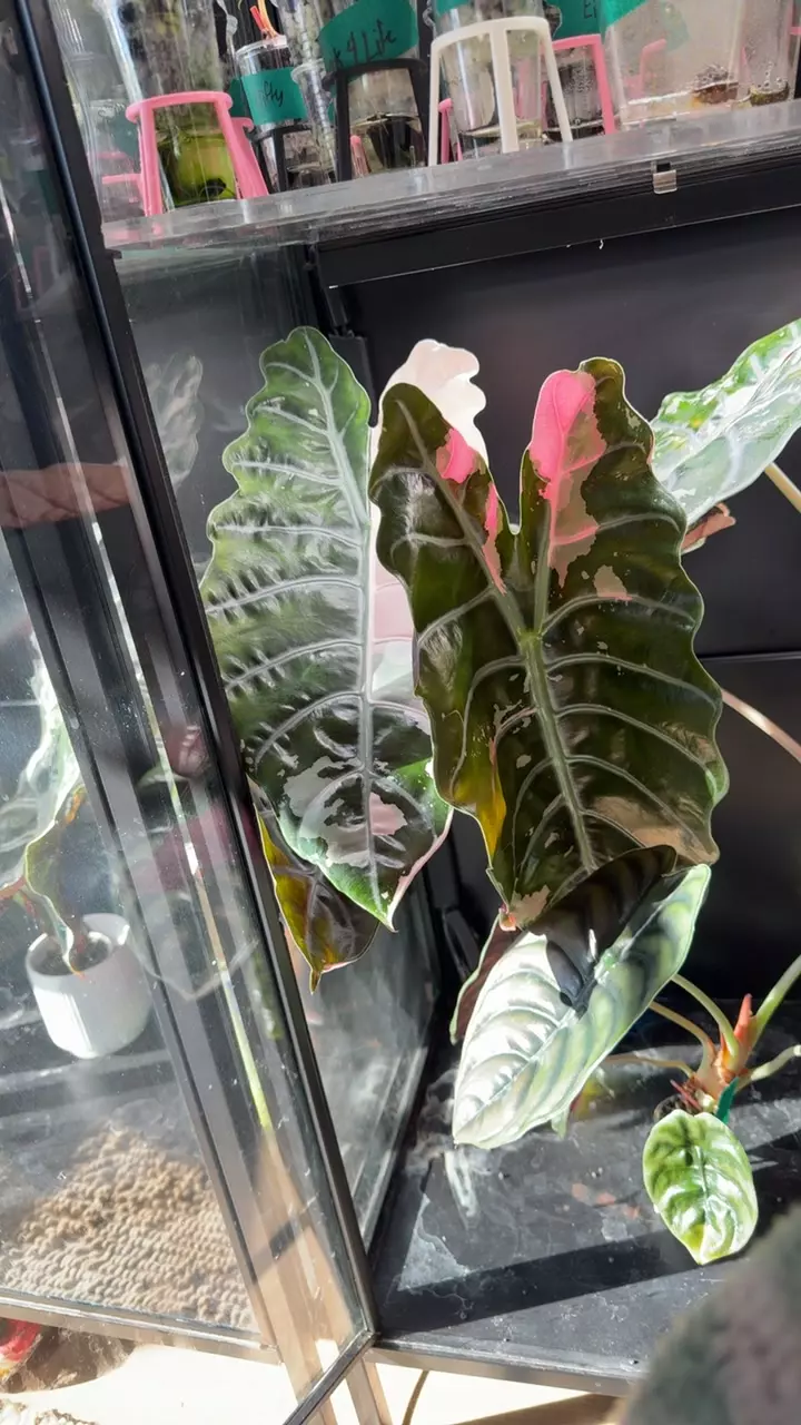 pink Chan 2 corm thumbnail