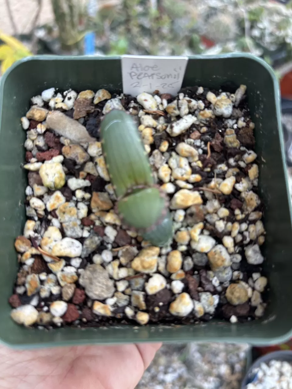 aloe Pearsonii thumbnail