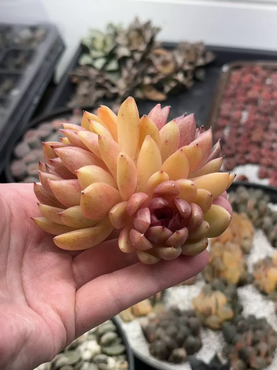 Elin cluster thumbnail