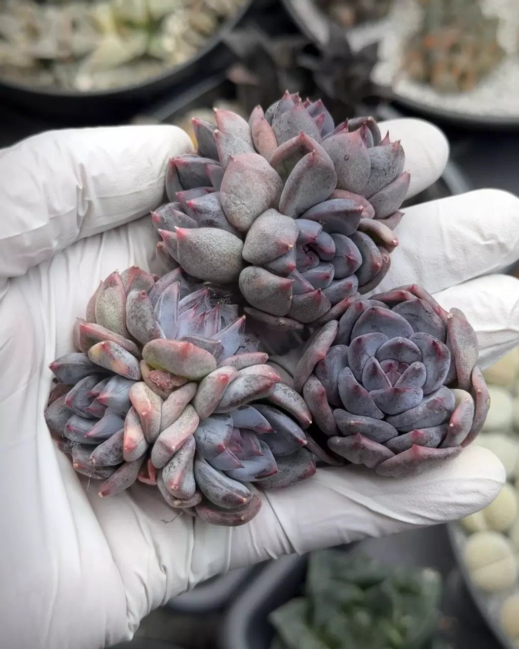 Purple Demon (cluster) thumbnail