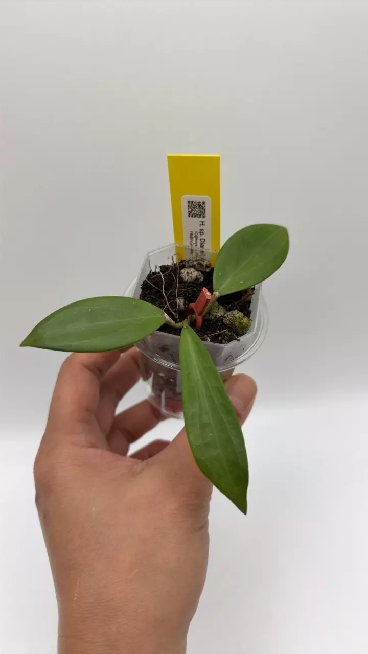 0798 Dianel x Unk thumbnail