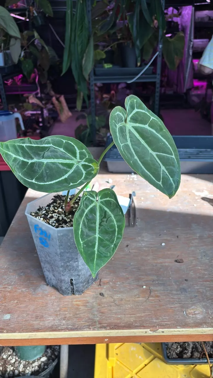 F221 (Tim’s Black x Villenaorum) x WBDB thumbnail