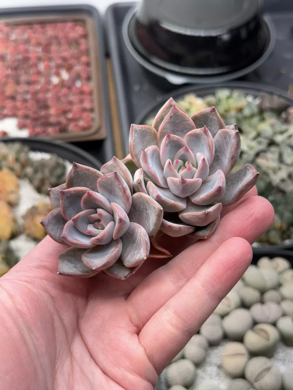 Charming Stone cluster thumbnail