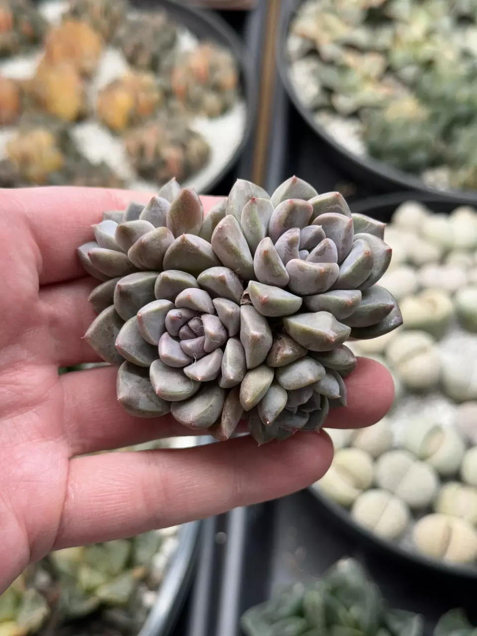 Loris cluster thumbnail