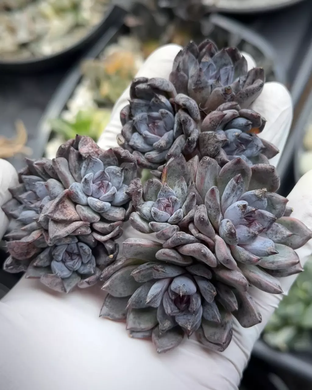 Black Pearl (cluster) thumbnail