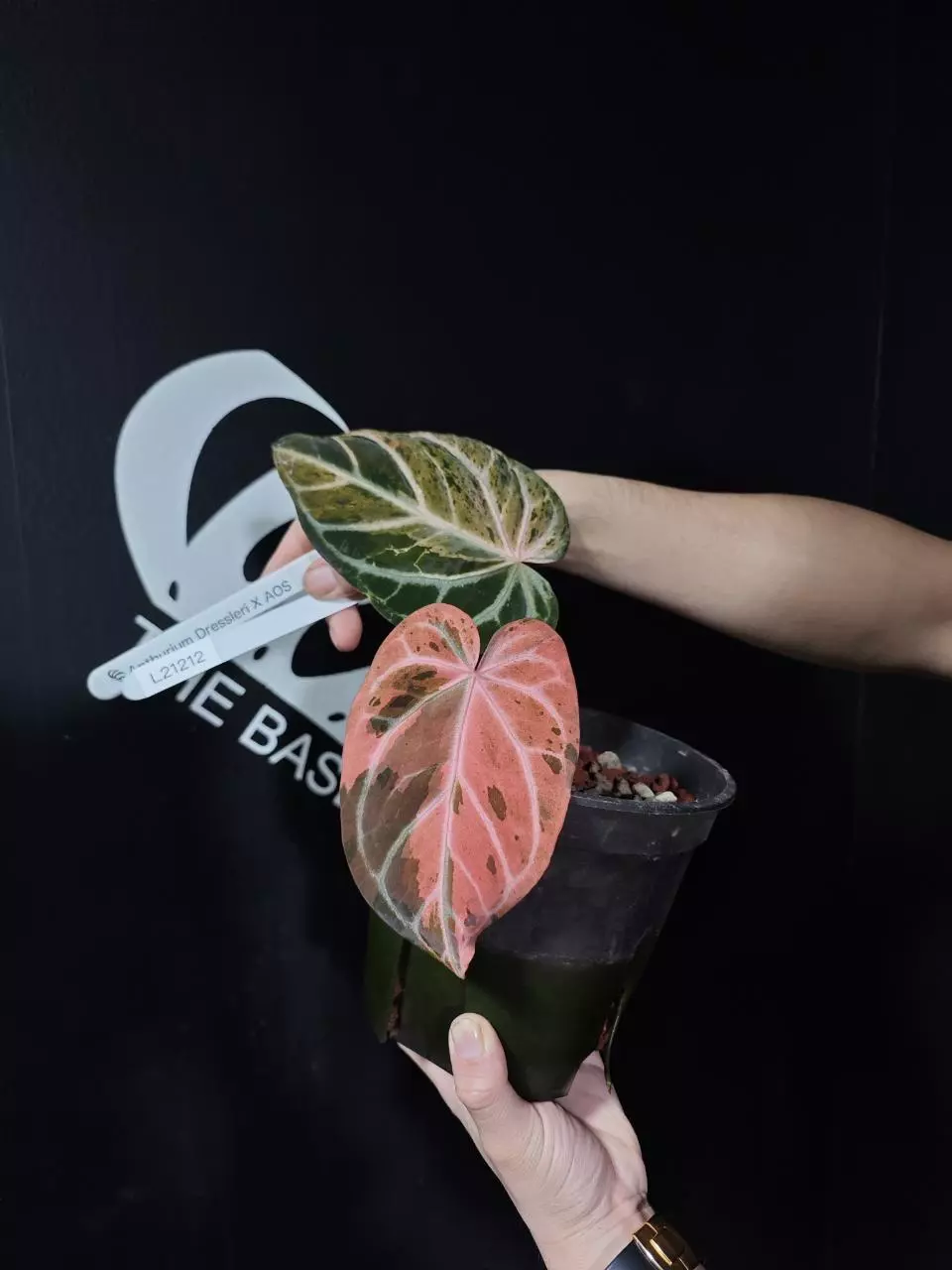 L21212-Anthurium Rosé Eclipse thumbnail