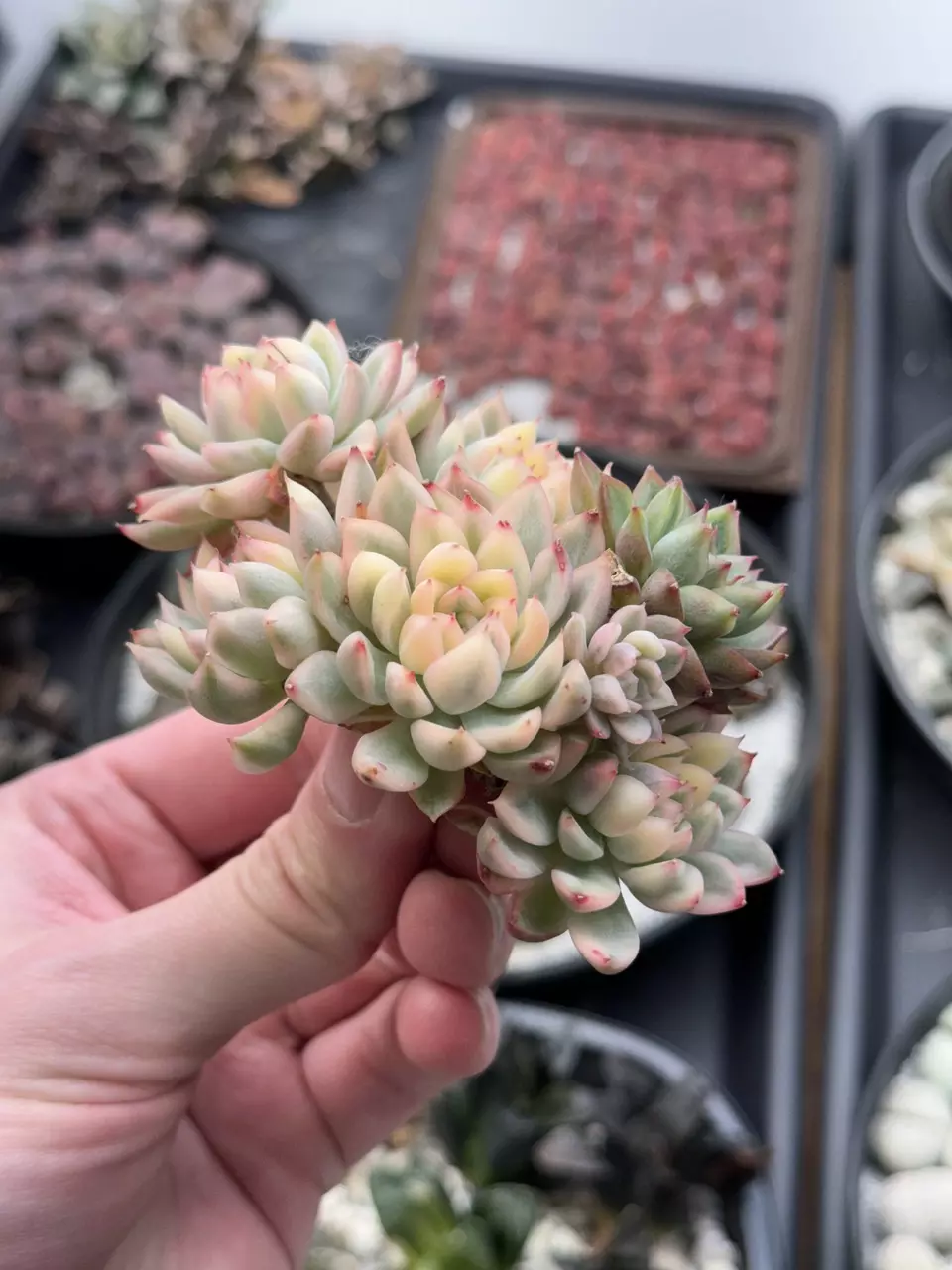 Mebina var. large cluster thumbnail