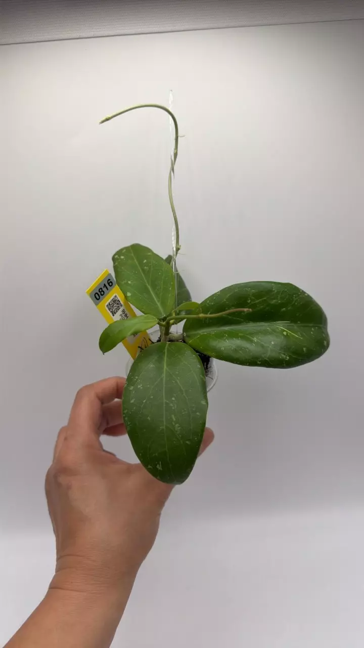 0816 RHM 2457-AL3 thumbnail