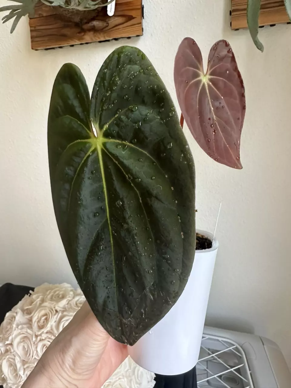 0773 Anthurium Carla BVEP x Dark Phoenix thumbnail