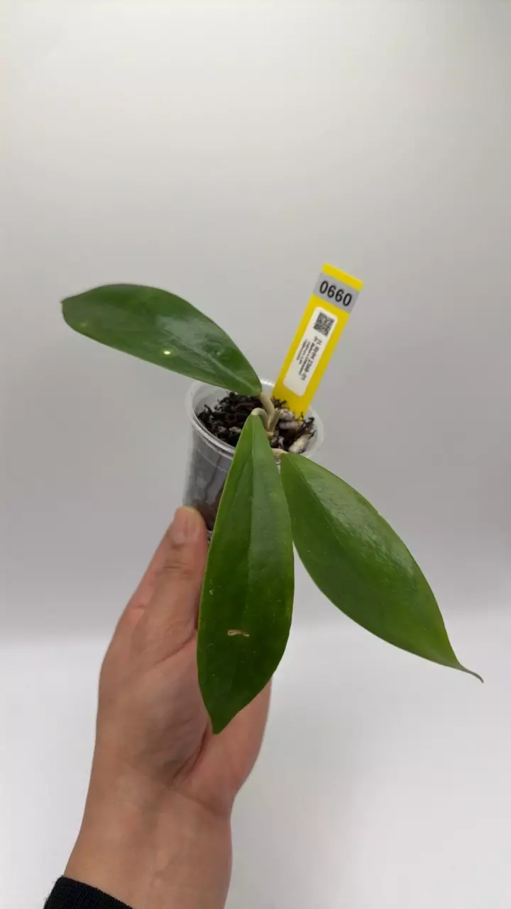 0660 RHM 2368-01 thumbnail