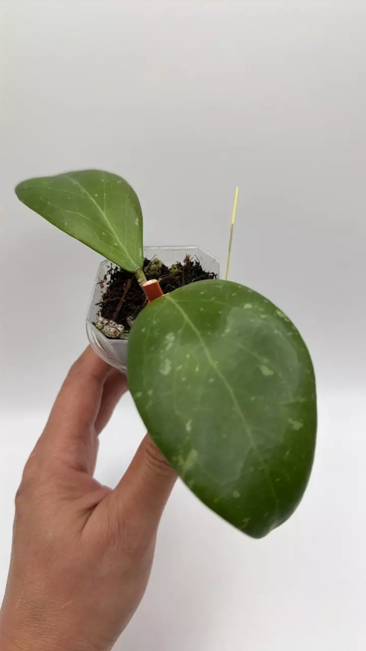 0658 RHM 2425 AL3 (Clemensorium OP) thumbnail