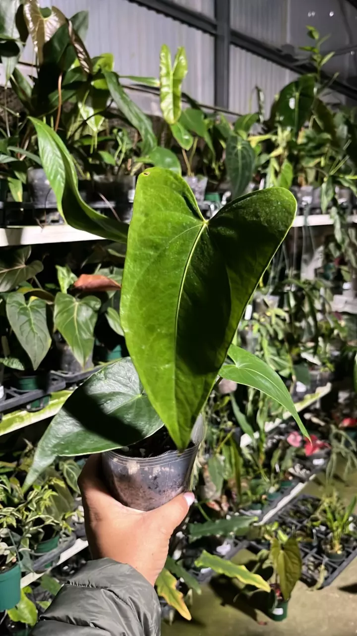 NP799 Anthurium crystallinum x nigrolaminum Gigi thumbnail