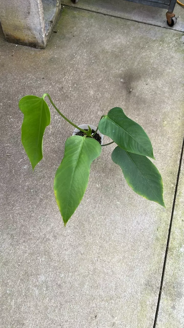 F293 Anthurium bomboizense thumbnail