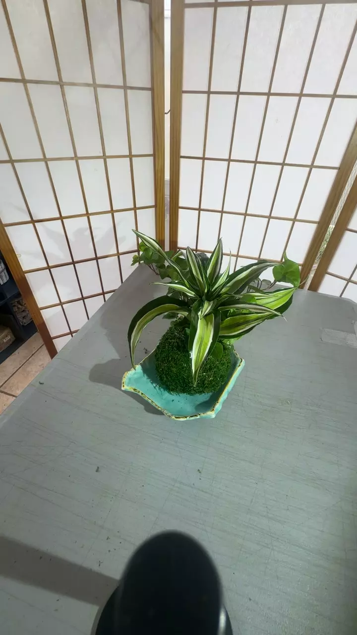 Warneckii arranged kokedama thumbnail