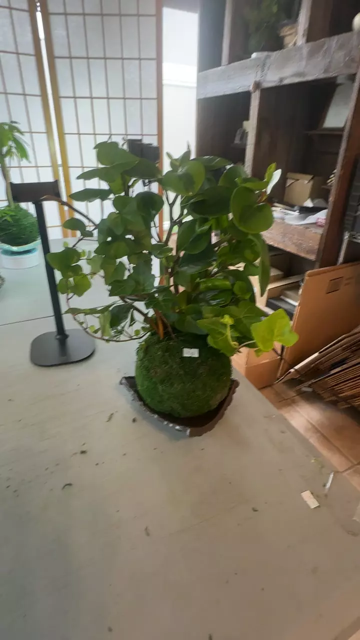 large peperomia and ivy mix kokedama thumbnail