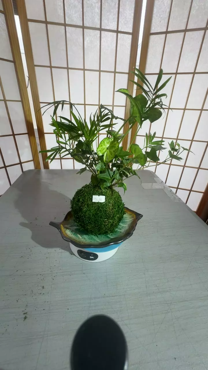 syngonium arrangement thumbnail