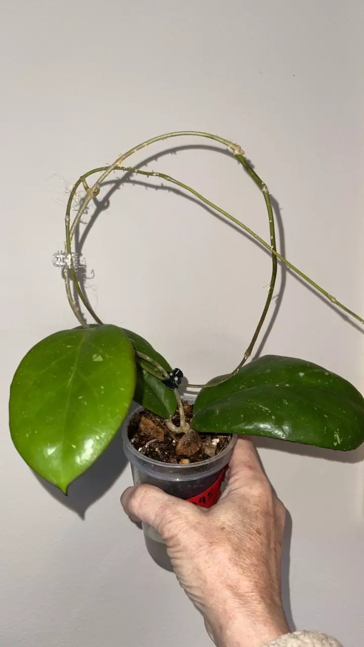 118 Hoya AH 095 thumbnail