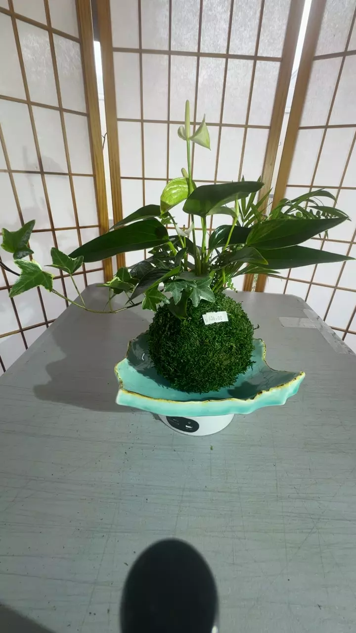 white anthurium arrangement kokedama thumbnail