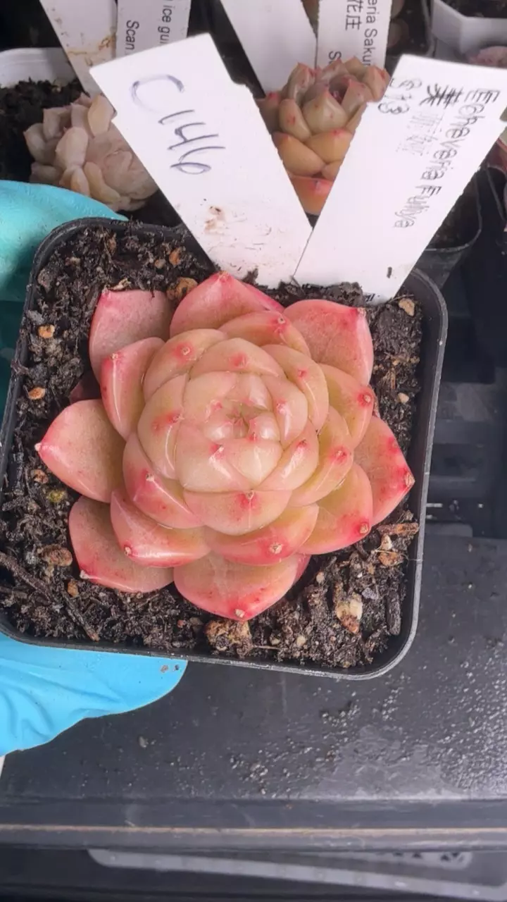 c146 fuliya thumbnail