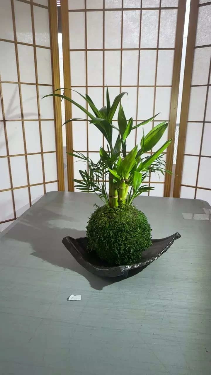 lucky bamboo with parlor palm thumbnail
