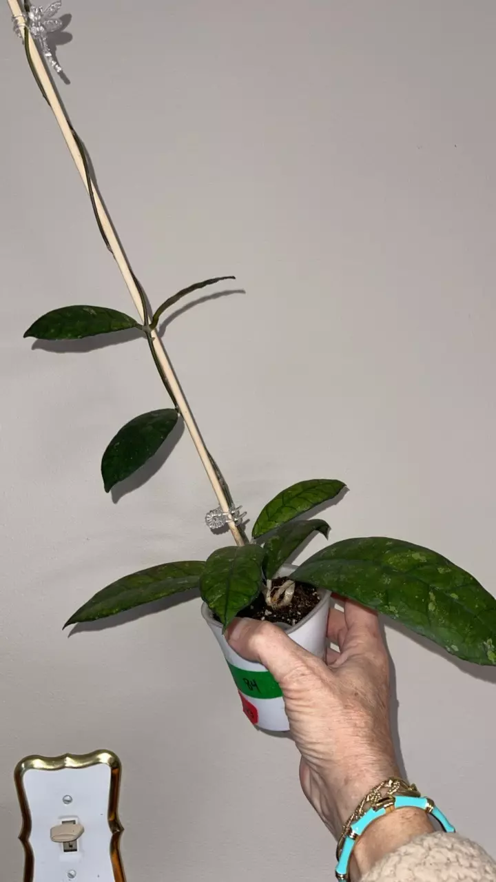 123 Hoya sp. Kalteng (Central Kalimantan, Indonesia) thumbnail