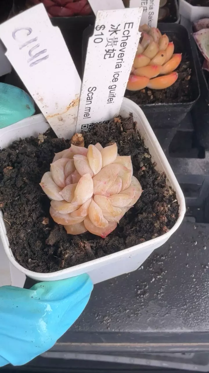 c141 ice guifei thumbnail