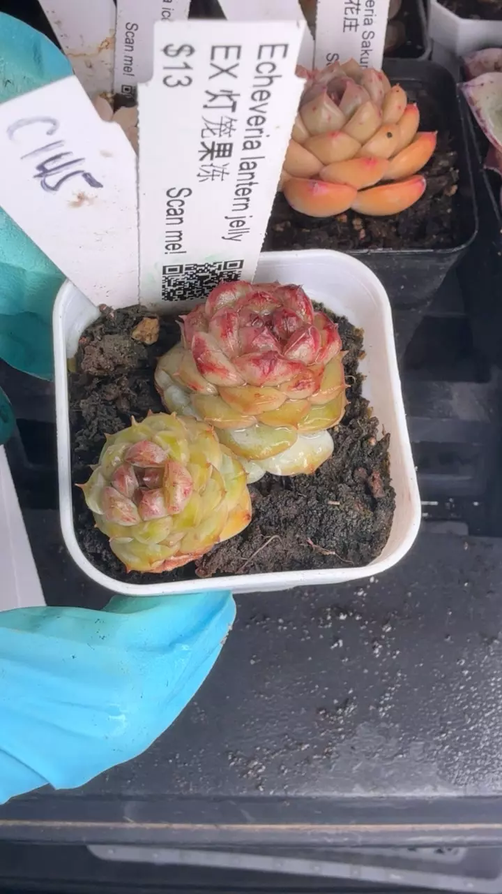 c145 lantern jelly thumbnail