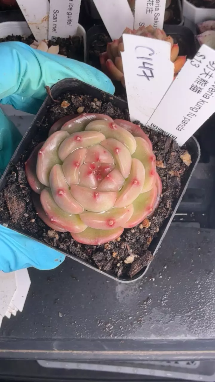 c147 kongfu panda thumbnail