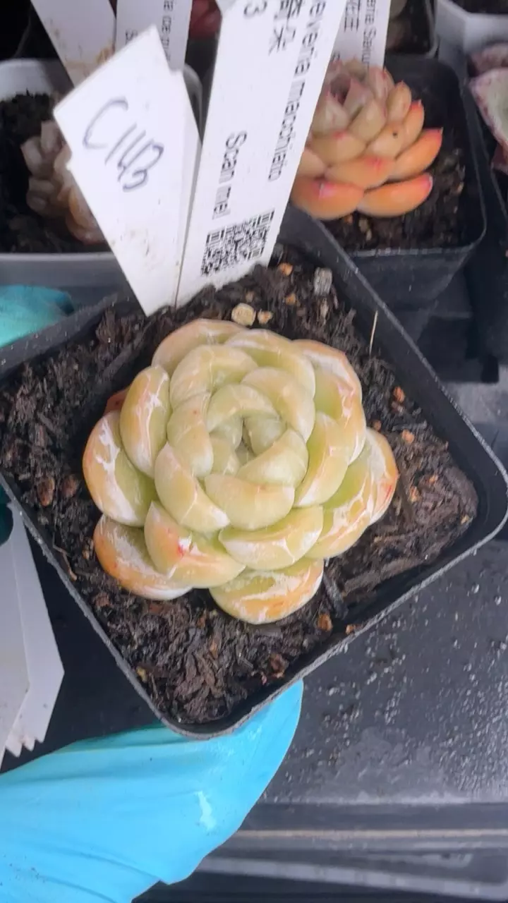 c143 macchiato thumbnail