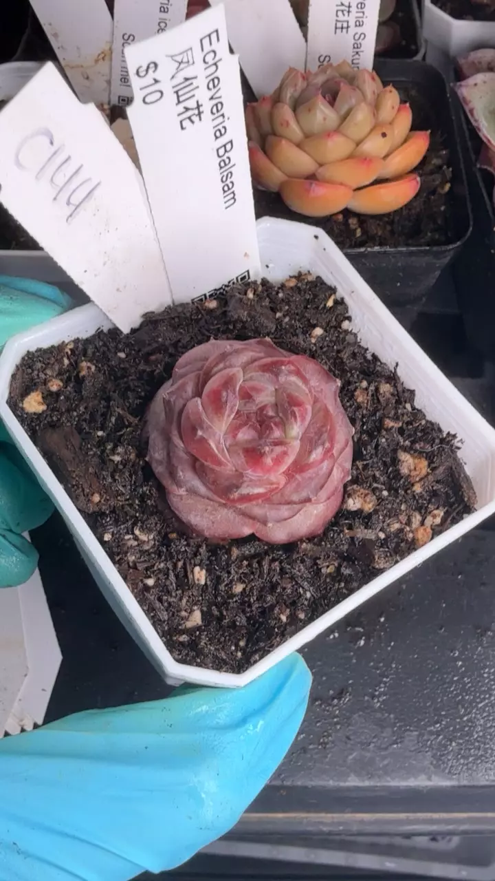 c144 balsam thumbnail