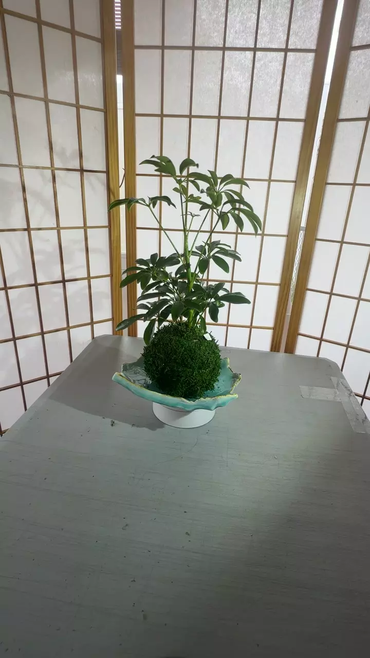 sheffrera kokedama thumbnail