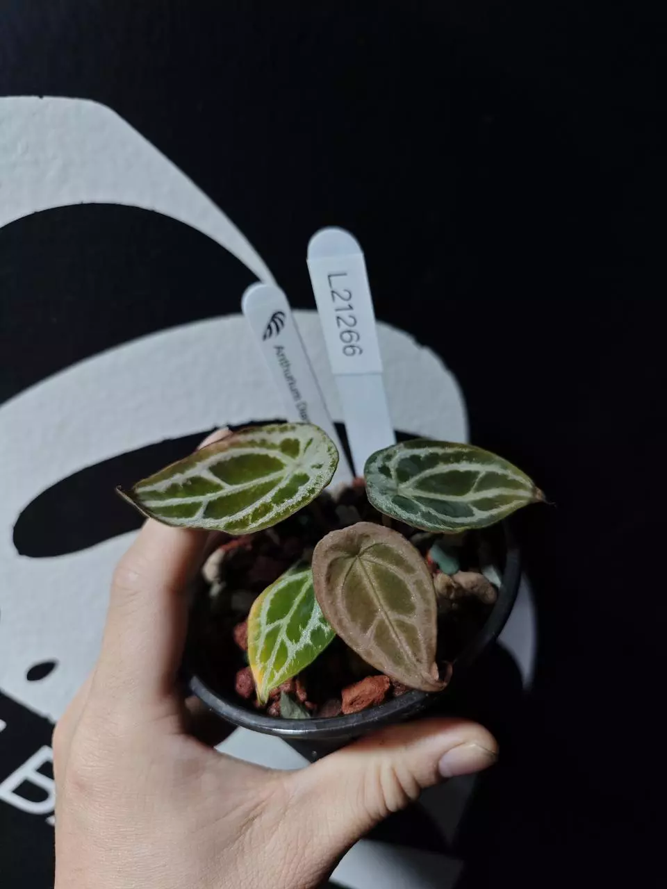 L21266 Anthuirum Diamond Shield thumbnail