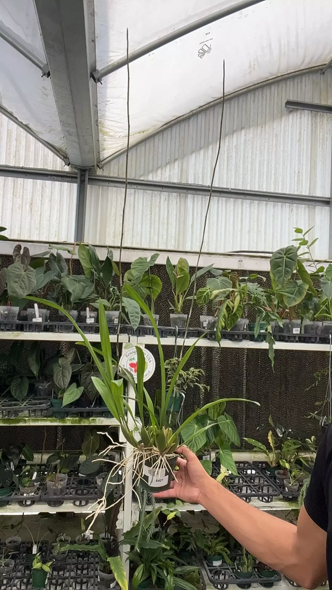 E427 Oncidium planilabre thumbnail