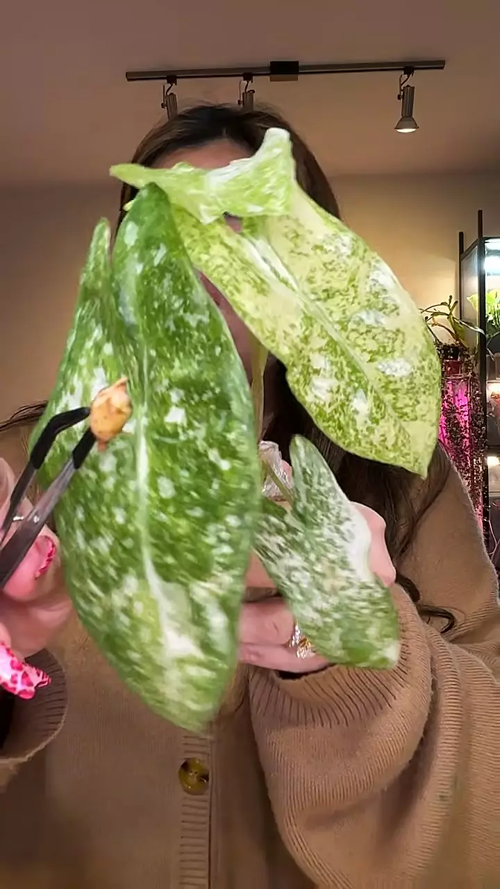 0211 Longiloba Thai Con CORM thumbnail