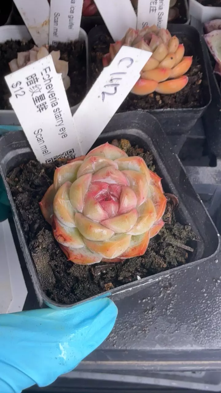 c142 starry eye thumbnail