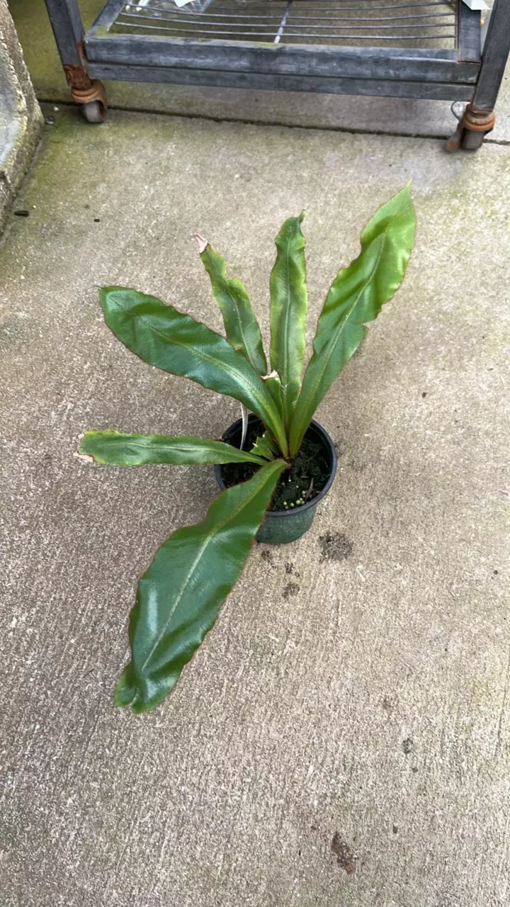 F283 Elaphoglossum apodum 1 thumbnail