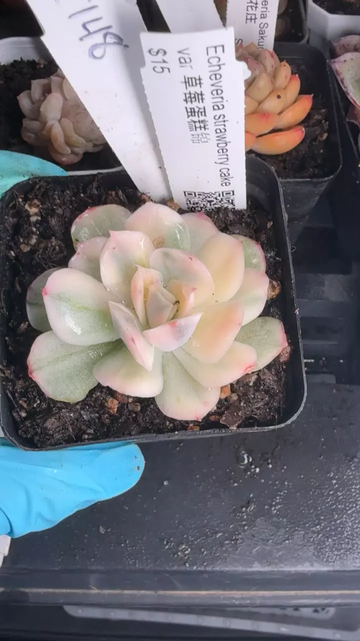 c148 strawberry cake var thumbnail