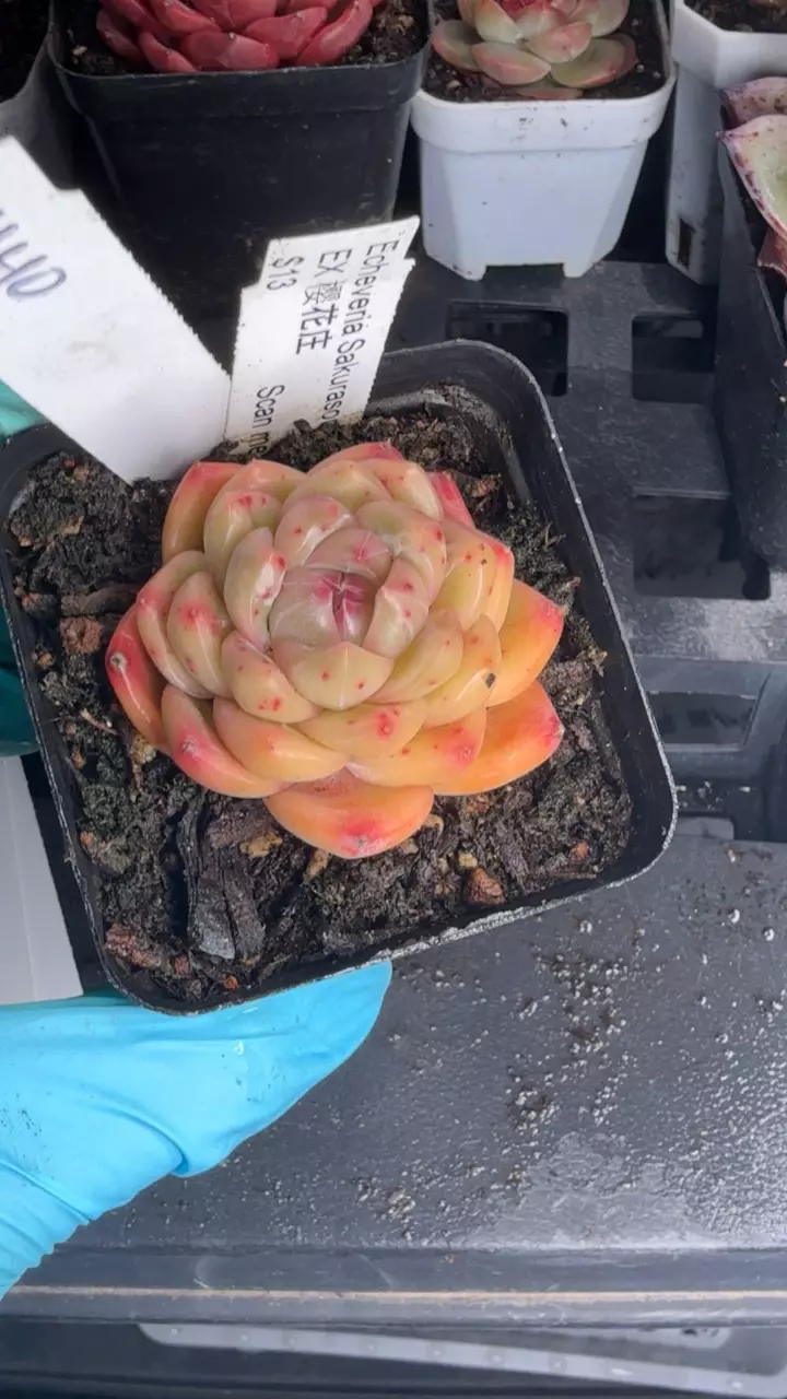 c140 Sakura sou thumbnail