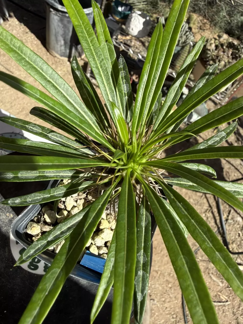 1013 Pachypodium lamerei ramosum thumbnail