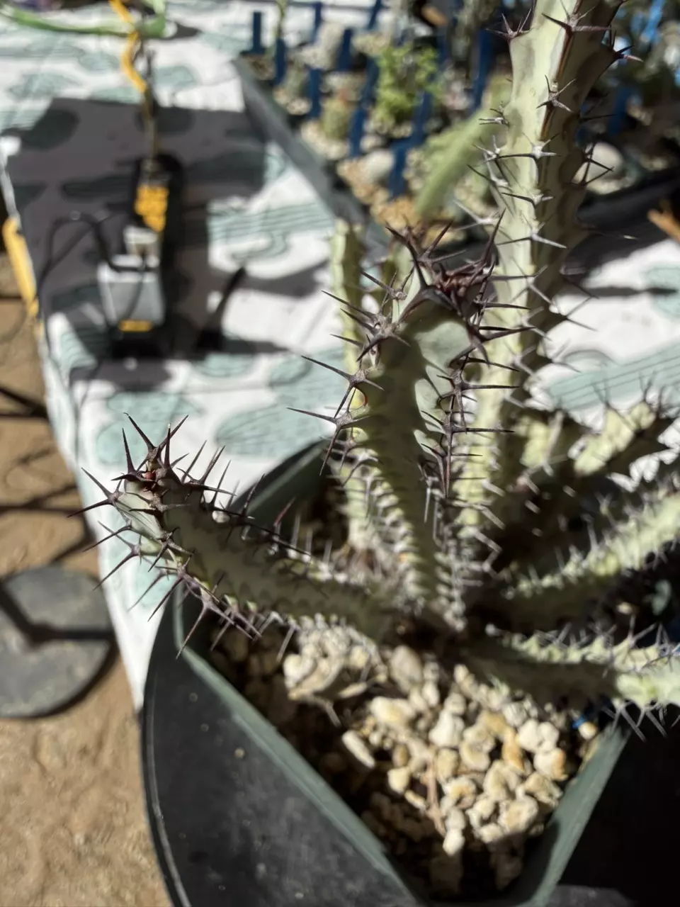 1006 Euphorbia greenwayi thumbnail